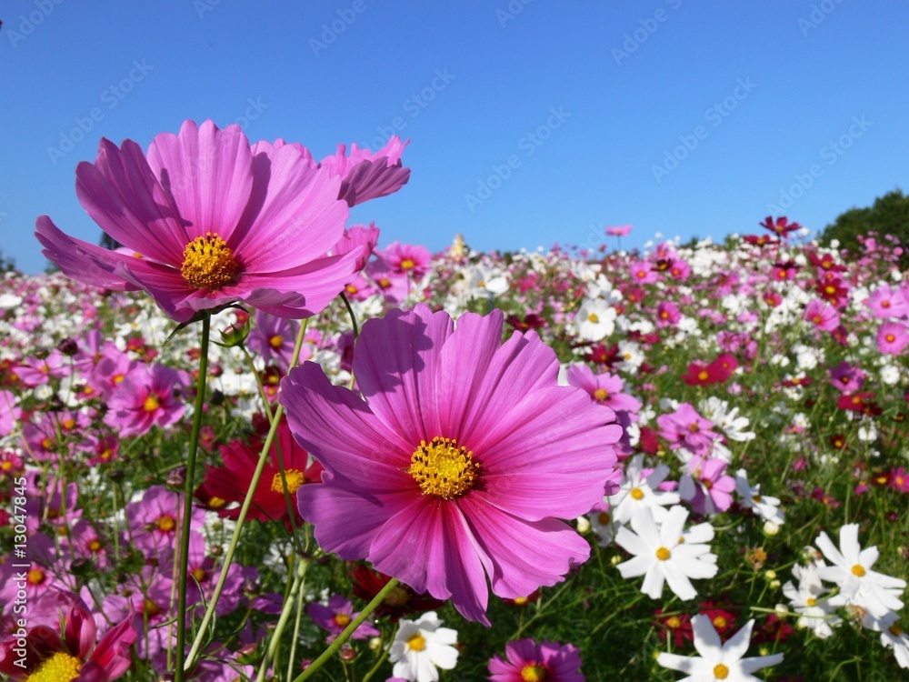 Pink cosmos Pink cosmos