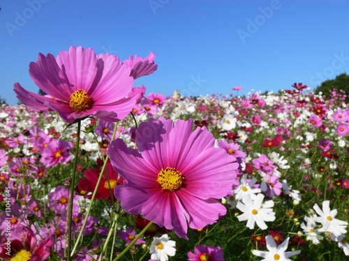 Pink cosmos