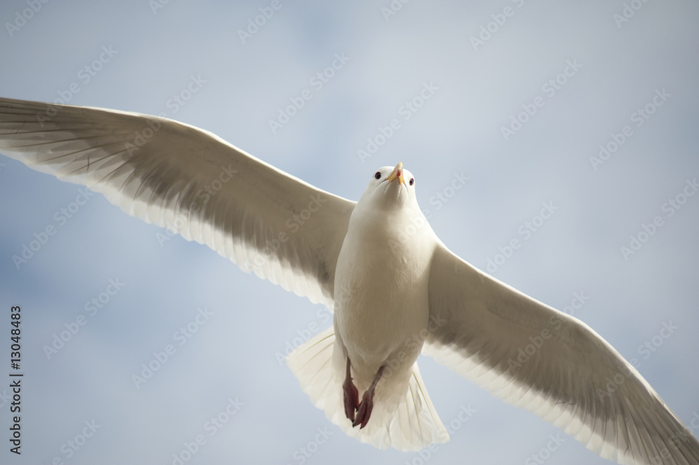 Naklejka premium Seagull in flight