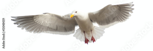 Panoramic image of a seagull in flight, isloated
