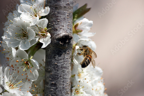 I fiori del pruno con ape 48 photo