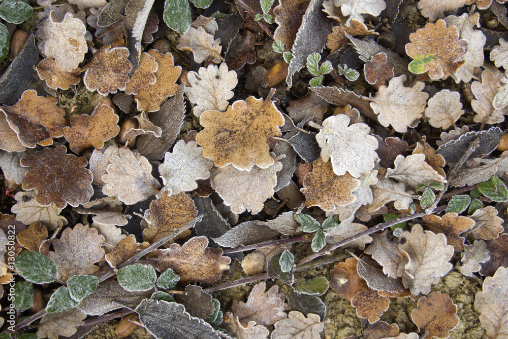 Dry and frozen leaves