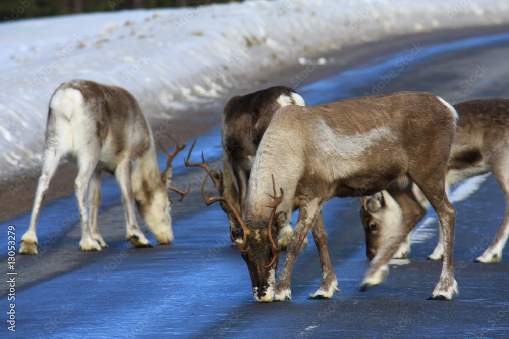 Fototapeta premium rentiere