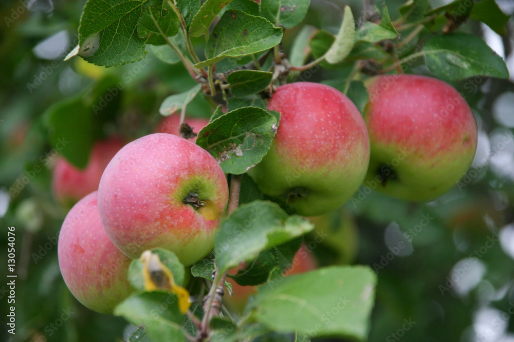 Apples on Tree Apples on Tree