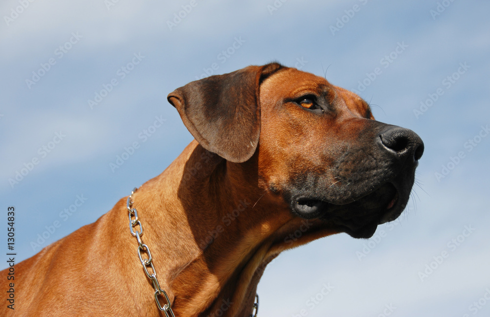 Rhodésian Ridgeback Rhodésian Ridgeback