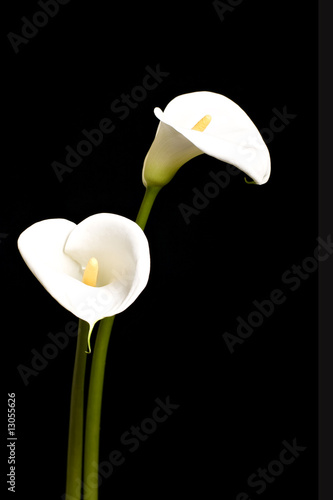 Beautiful Calla Llilies photo