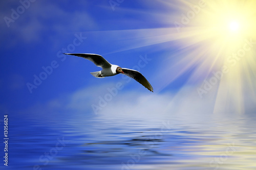 SilverBlue sky and flaying seagull