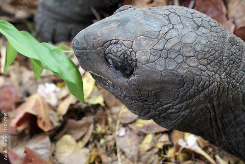 Tartaruga gigante photo