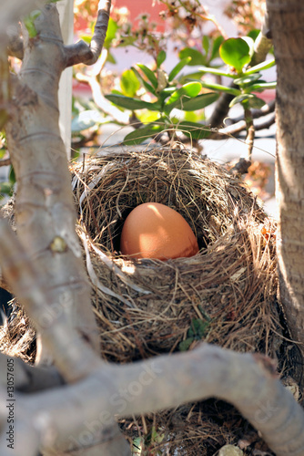 Bird's nest with big egg inside in vertical