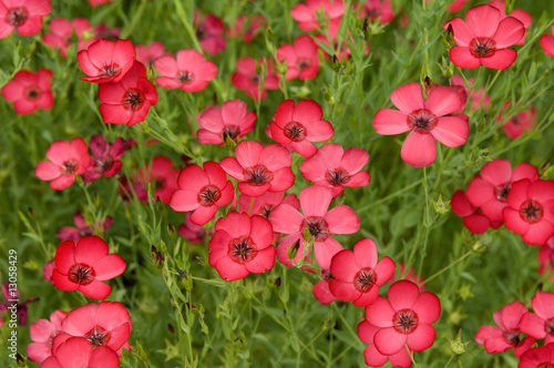 Fototapeta Naklejka Na Ścianę i Meble -  Roter Lein; Rubrum