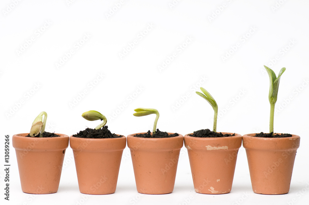 Fototapeta premium Seedlings development