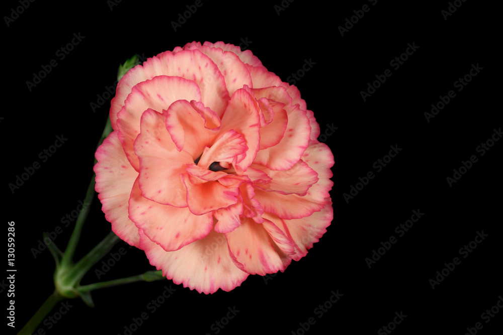 Carnation Carnation