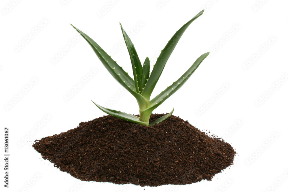 aloe vera