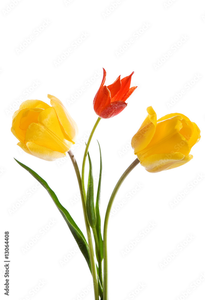 Naklejka premium red and yellow tulips