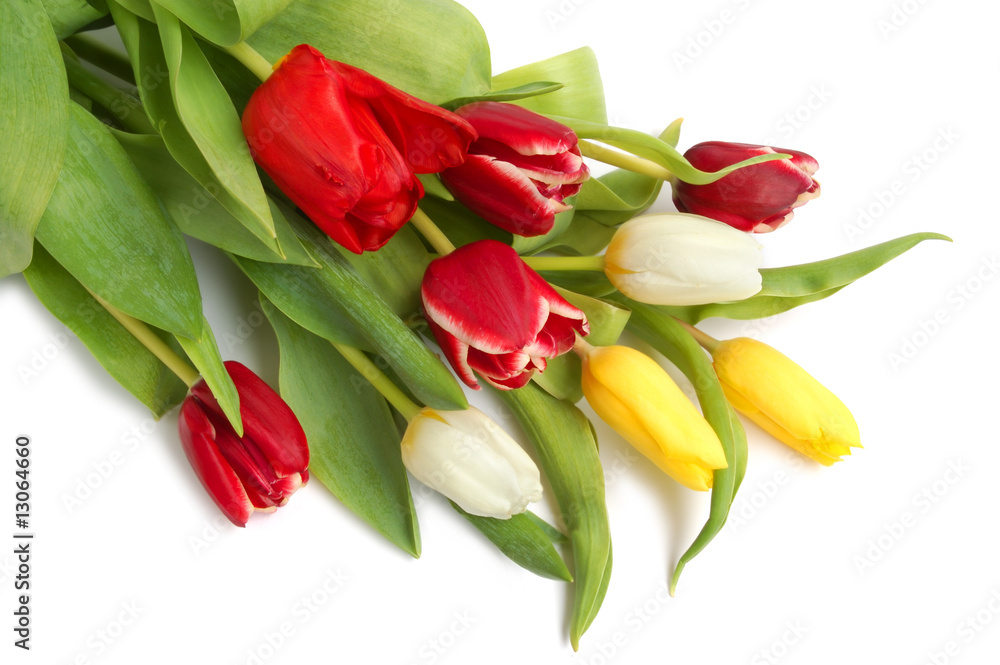 Colored tulips Colored tulips