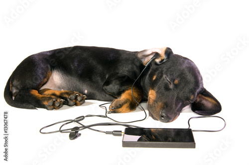 Dog with a mp3 player