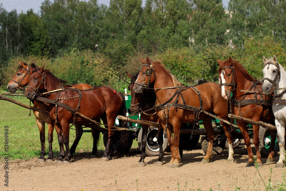 peasant horses peasant horses