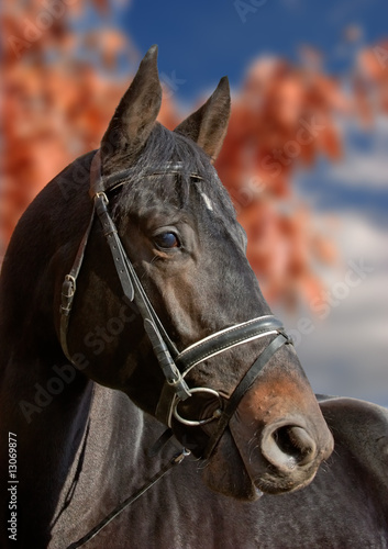 Fototapeta Naklejka Na Ścianę i Meble -  horse on autumnal background