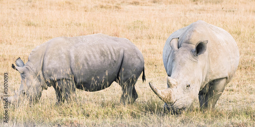 TTwo White Rhinos