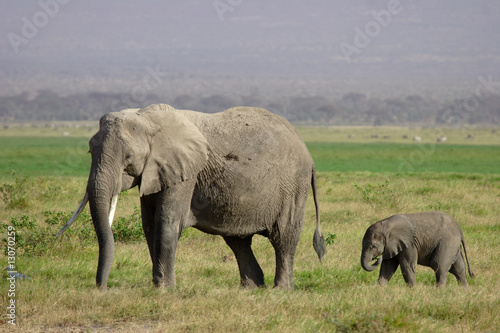 Une éléphante et son petit - Amboseli - Kenya