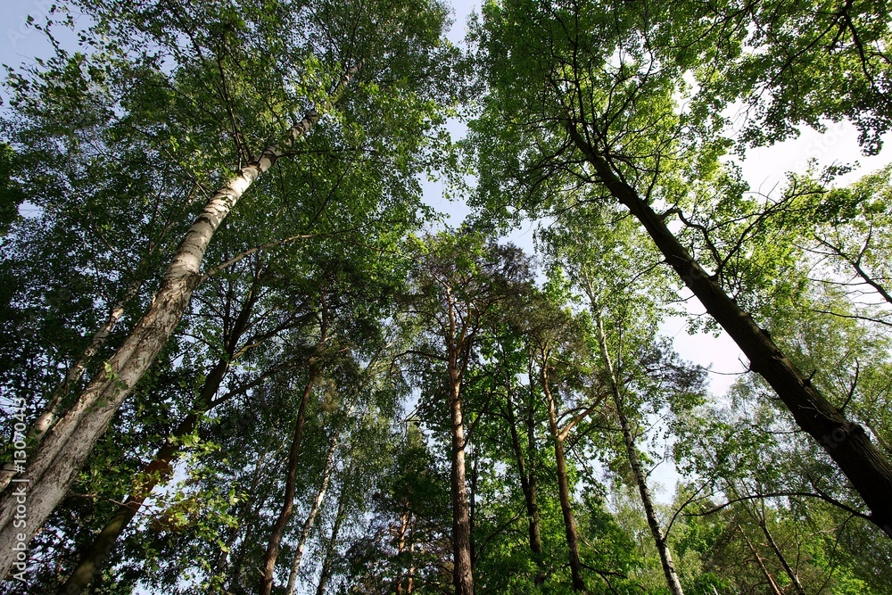 Fototapeta premium Treetops