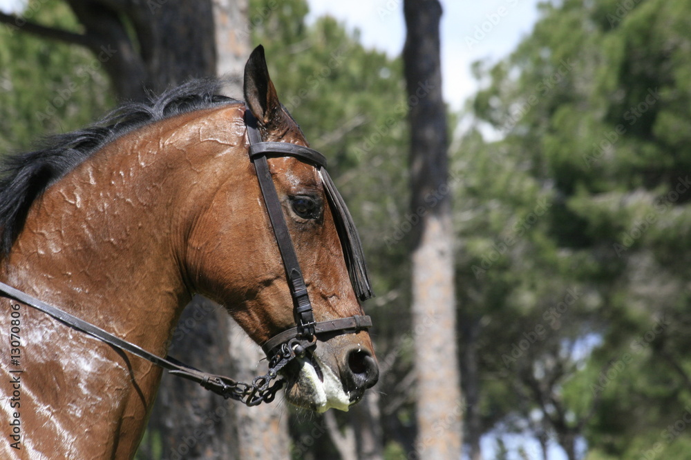 Fototapeta premium pferd - portrait