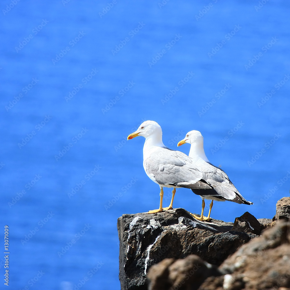Fototapeta premium Möwenpaar auf einem Felsen