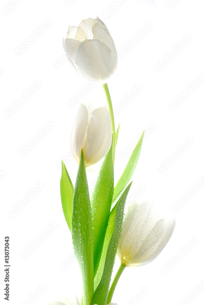 white tulips