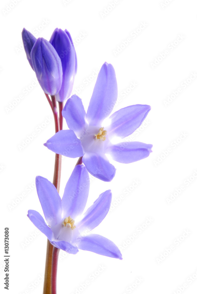 blue flowers blue flowers