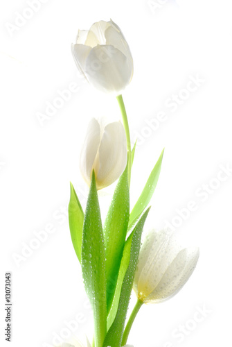 Obraz na płótnie white tulips w salonie