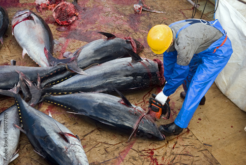 Japanese fishing ship crew cleaning Bluefin tunas photo