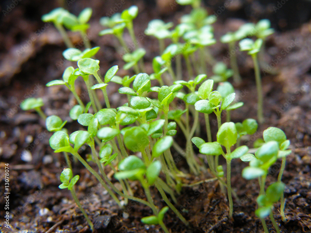 Germination Germination