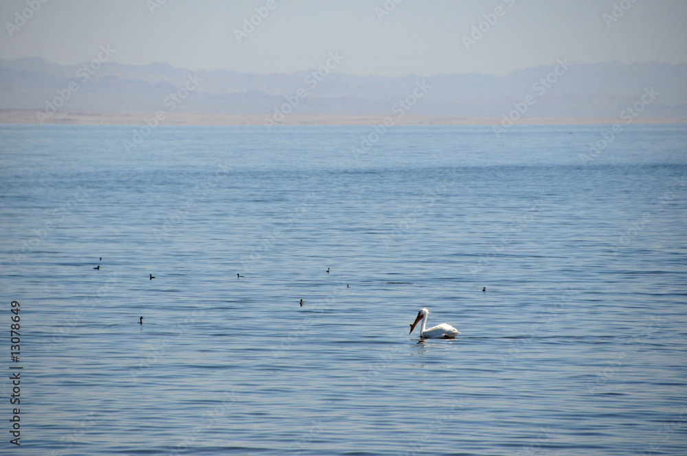 salton sea pelican salton sea pelican