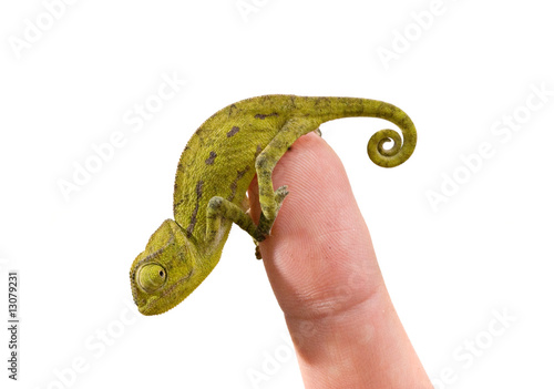 Chameleon sitting on finger