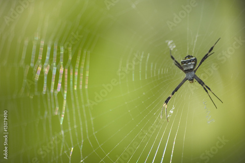 Tableau sur toile Zebraspinne