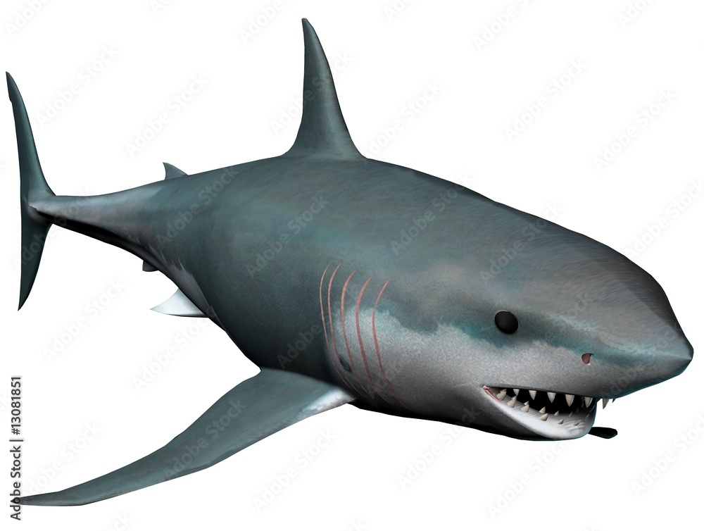 Fototapeta premium shark
