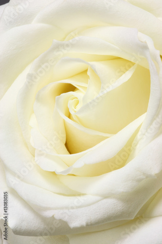 White rose.