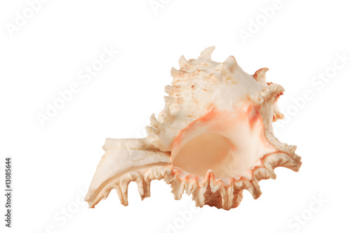Beautiful seashell isolated on white