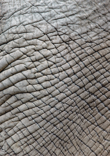 Piel de elefante