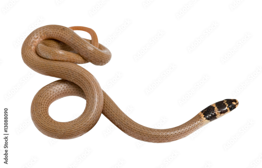 Obraz premium Close up of snake (Eirenis modestus)