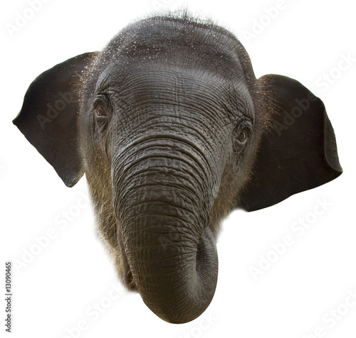 Photography Baby Elephant face