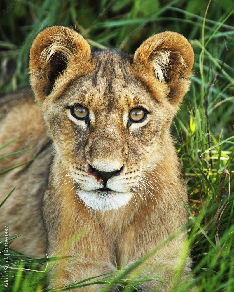 Obraz premium lioness 1