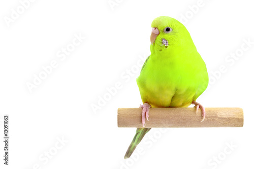 Yellow Green budgerigar