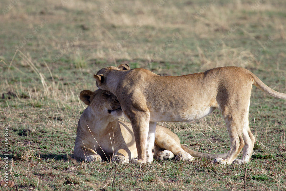 Lionnes - Masaï Mara - Kenya Lionnes - Masaï Mara - Kenya