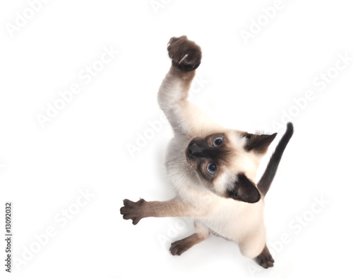 Siamese kitten jumping © Tony Campbell