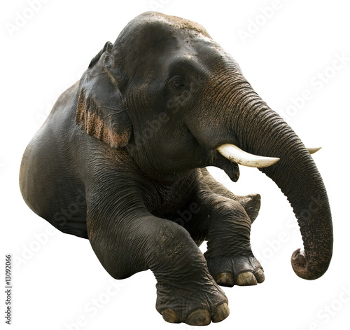 Photography elephant post