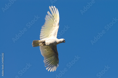 Cockatoo