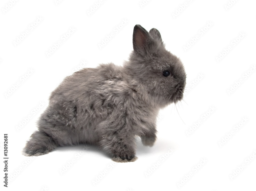 little Angora bunny #1