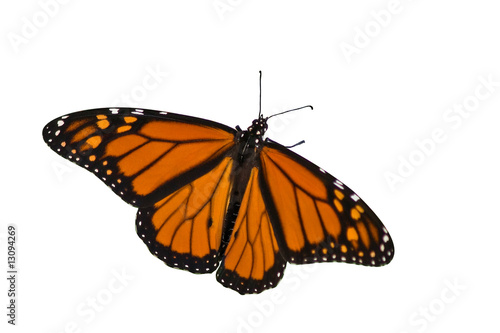 monarch butterfly spreading its wings on a white background