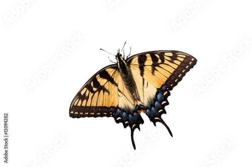 tiger swallowtail on a white background